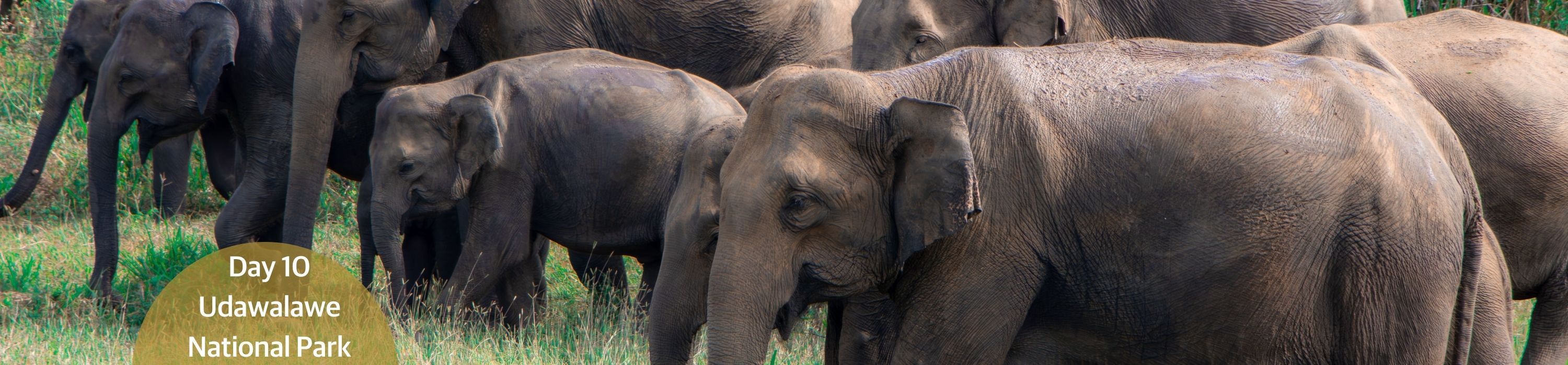 Udawalawe National Park - Elephants