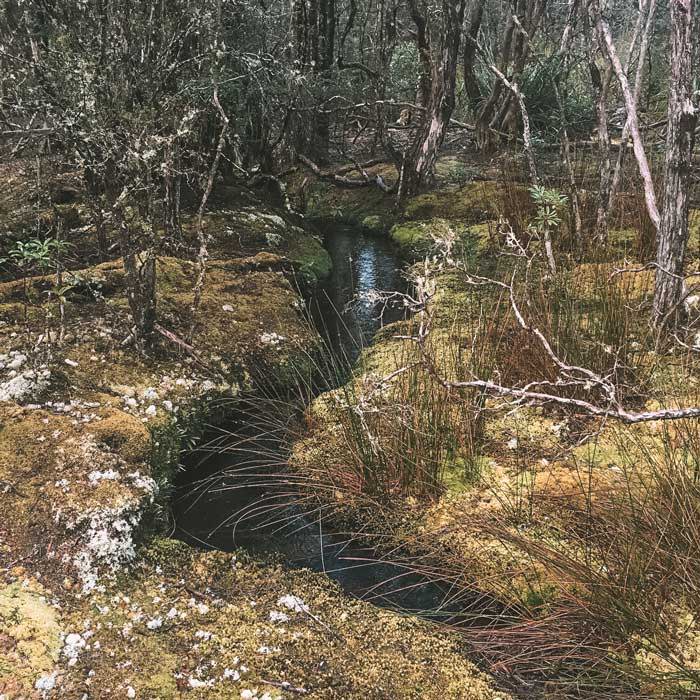 Goblin Forest Walk – St Helens, Tasmania