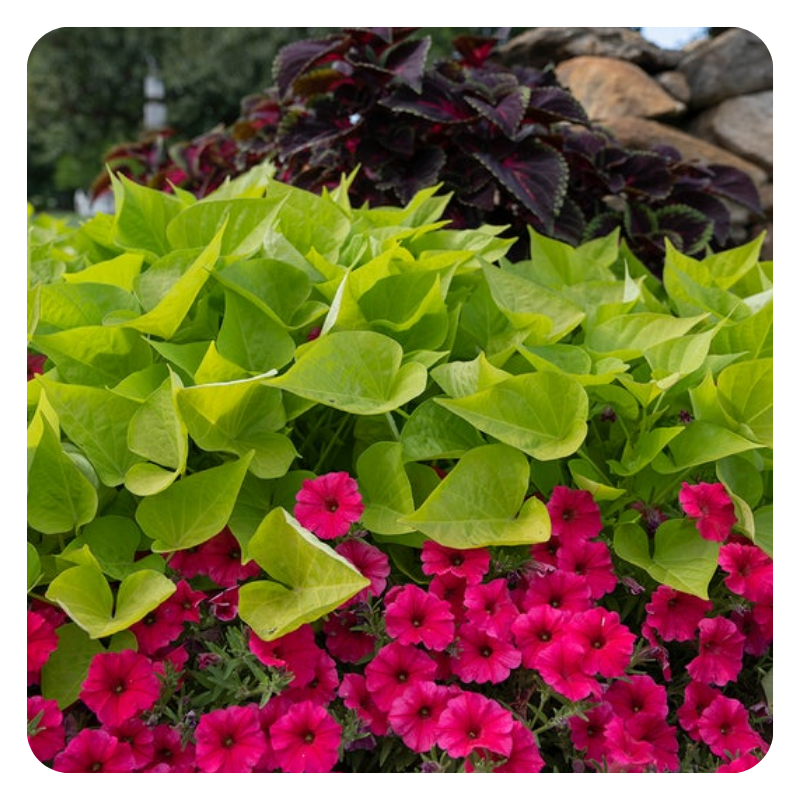 Supertunia Vista® Paradise Petunia and ColorBlaze® Strawberry Drop Coleus planted together in a garden