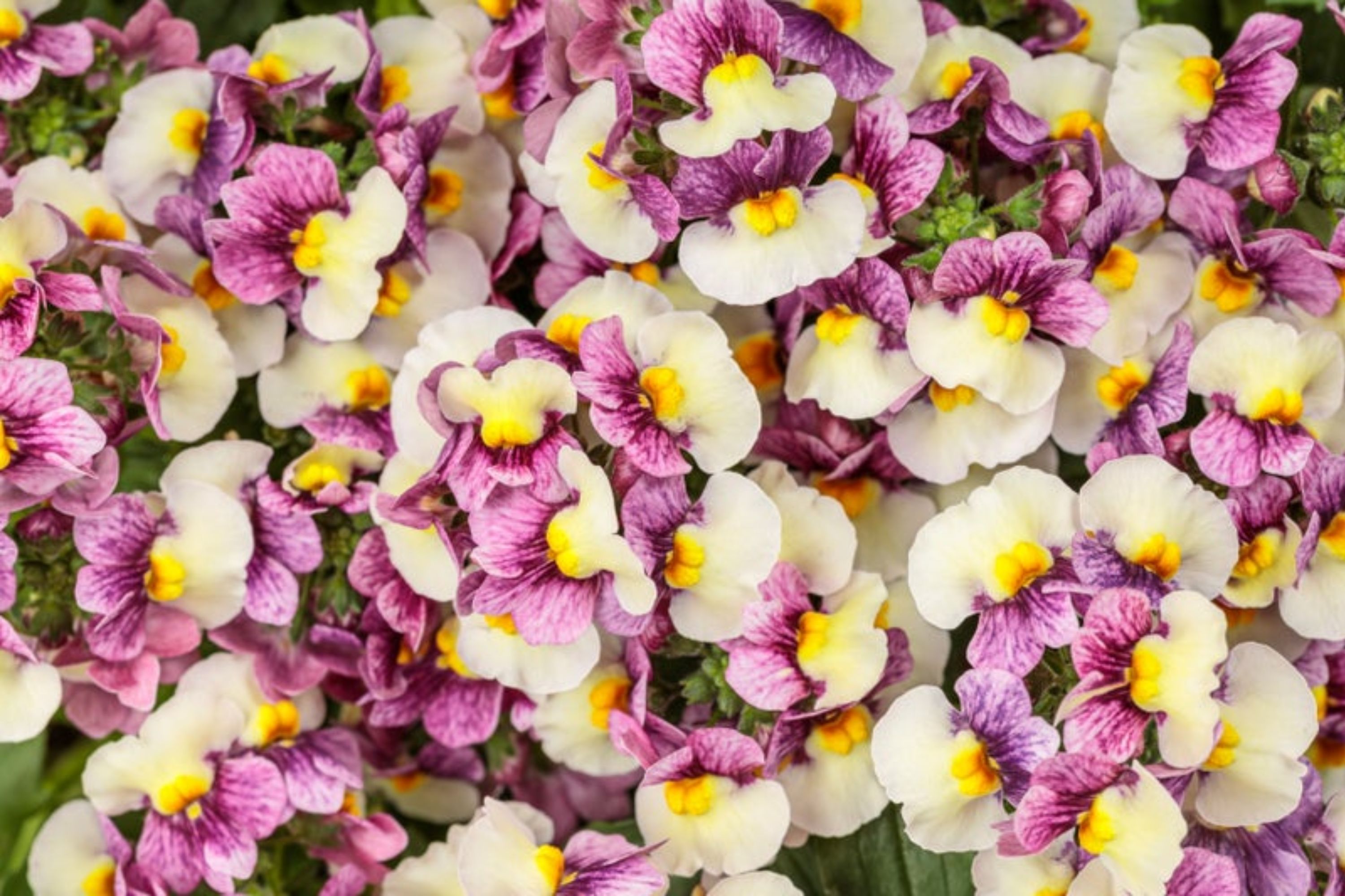Photo of Aromance® Plum Honey Nemesia