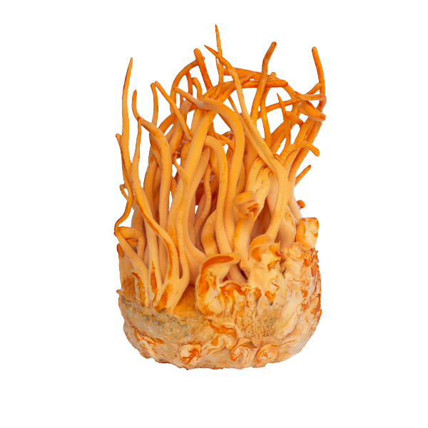 Cordyceps