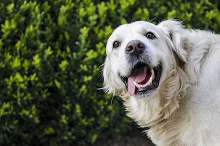 How to Help Your Itchy Dog: Veterinary Advice