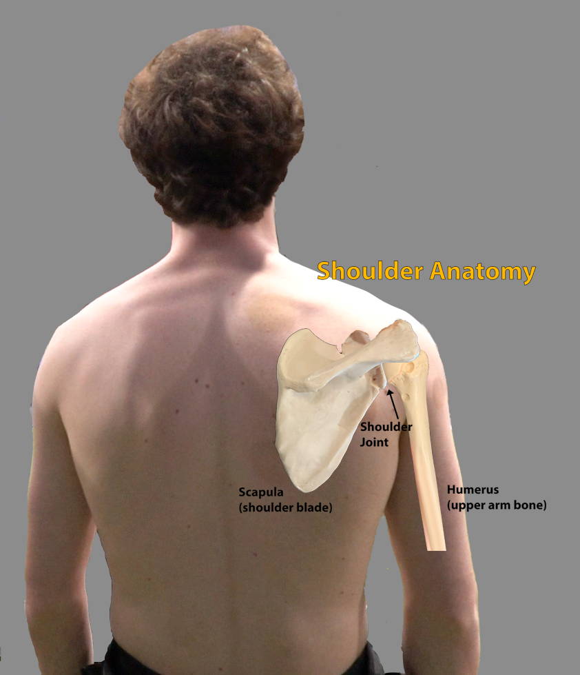 shoulder anatomy showing shoudler blade and humerus