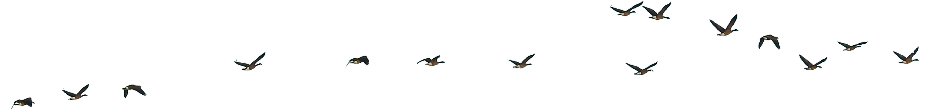 birds migrating