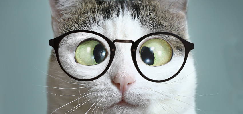  Funny image of a cat wearing glasses.