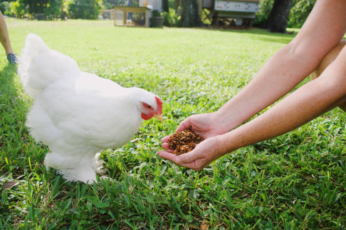 feeding a white chicken grub snacks