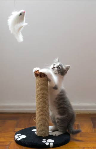 A kitten about to jump up at a fluffy want toy