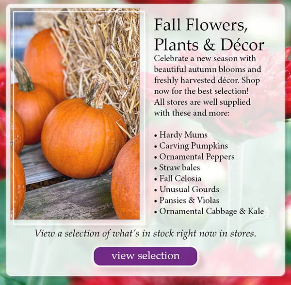 Fall Flowers, Plants & Décor - Celebrate a new season with beautiful autumn blooms and freshly harvested décor. Shop now for the best selection! All stores are well supplied with these and more: Hardy Mums, Carving Pumpkins, Ornamental Peppers, Straw bales, Fall Celosia, Unusual Gourds, Pansies and Violas, Ornamental Cabbage and Kale | View a selection of what’s in stock right now in stores. | click to view a selection of what’s in stores