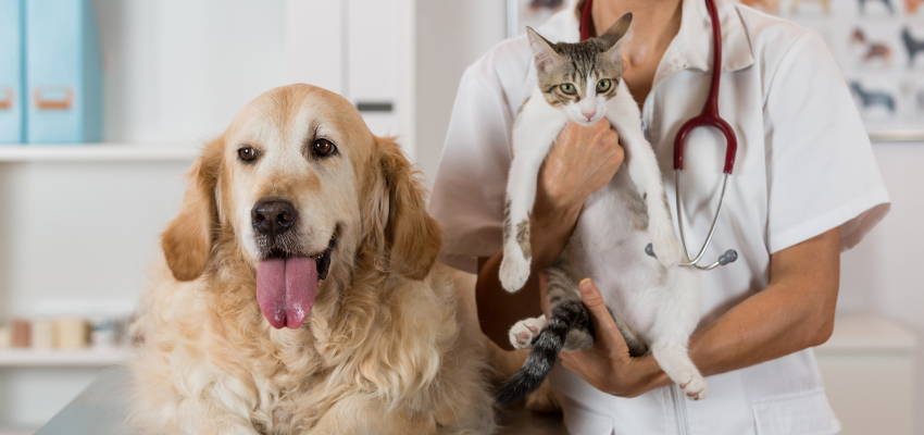 lab tested cbd for pets