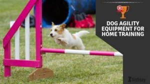 Dog Agility Equipment For Home Training 