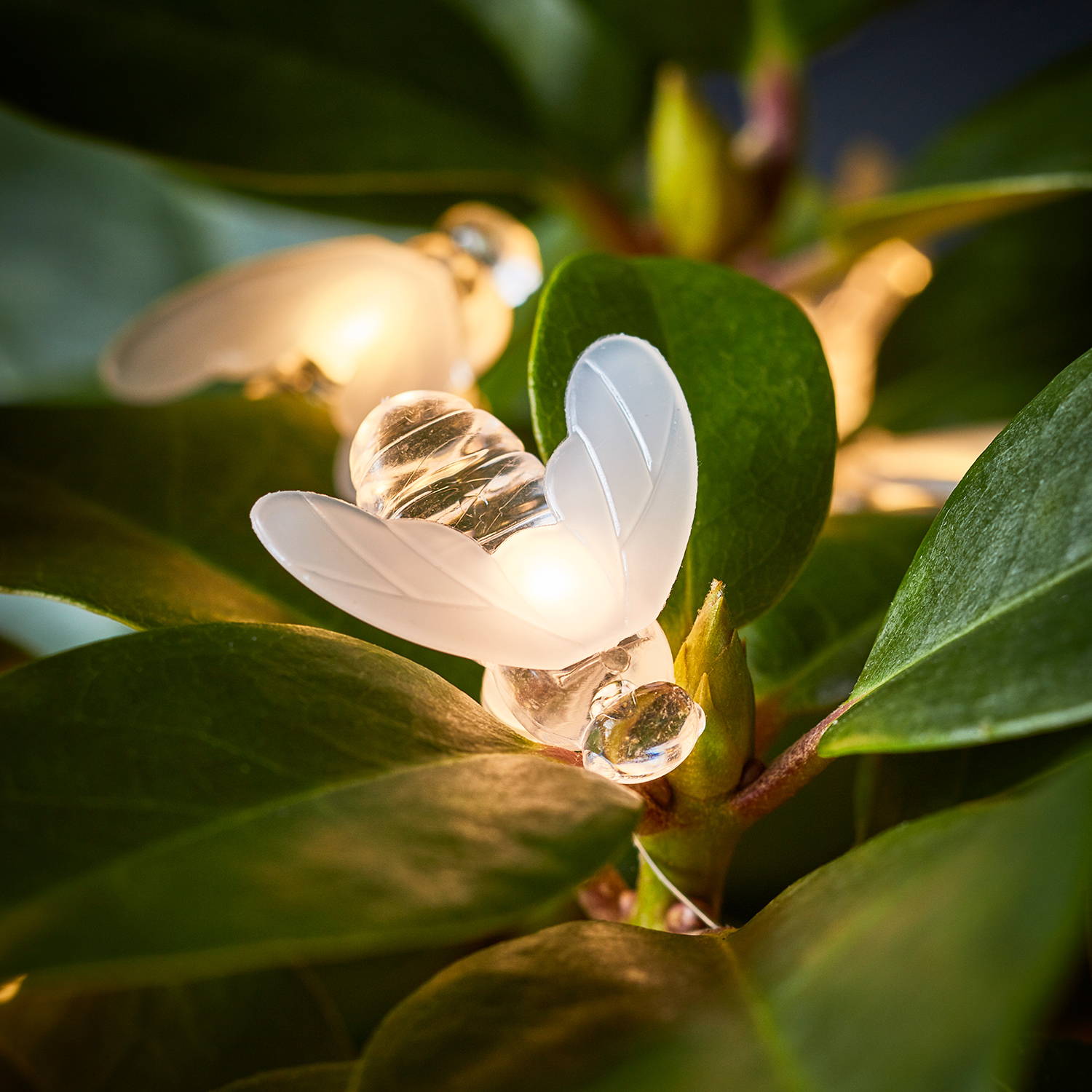 Bee micro fairy lights illuminated on outdoor plant
