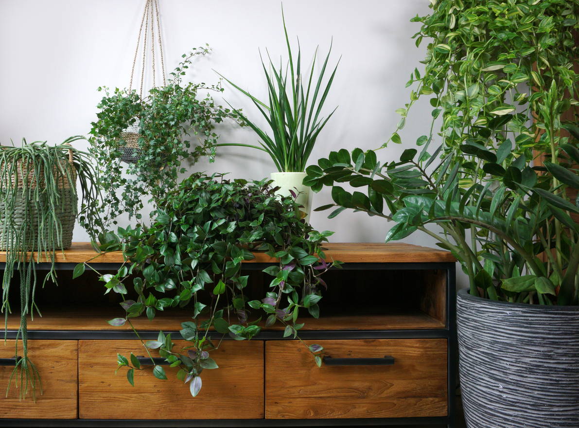 Group of Healthy Indoor Plants at The Good Plant Co