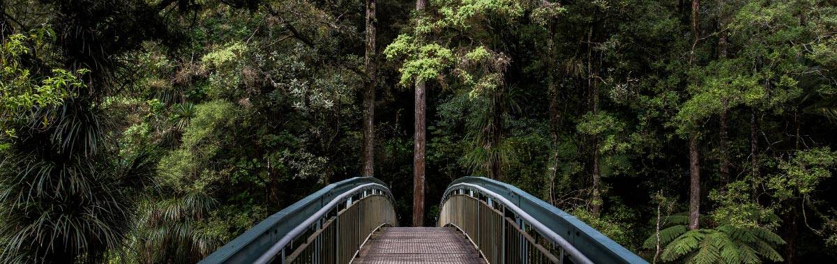 A bridge going into a lush forest