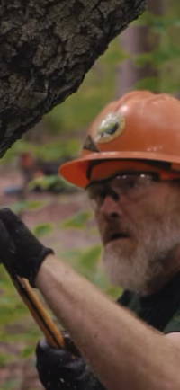 A man in a hard hat working on a tree.