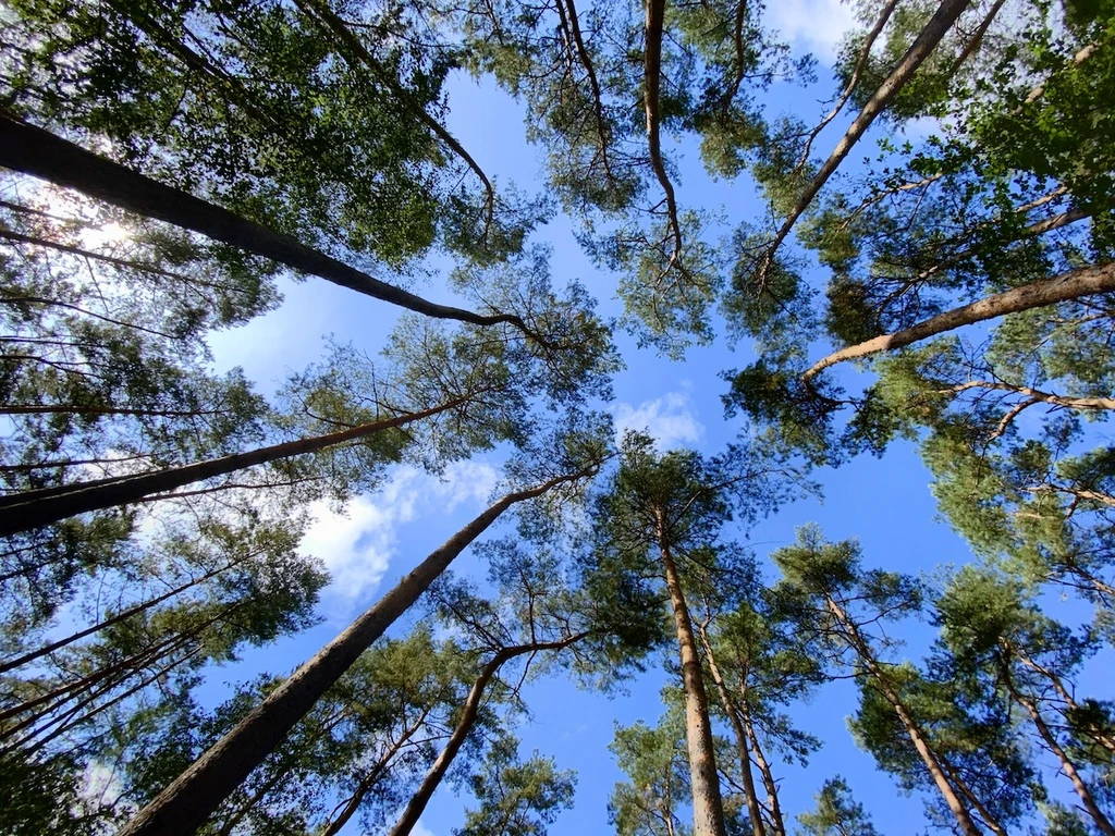 Baumpatenschaft in Deutschland: Mehr Sauerstoff für die Atmosphäre