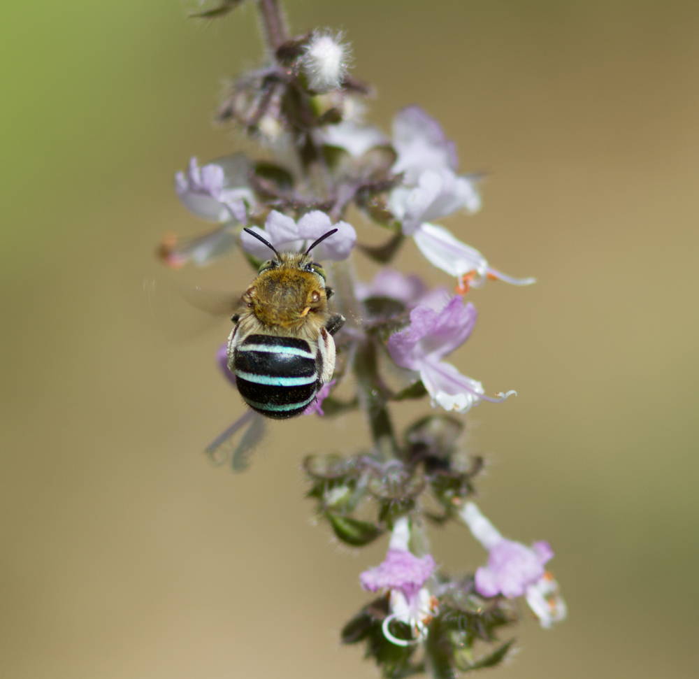 Blue Banded Bee