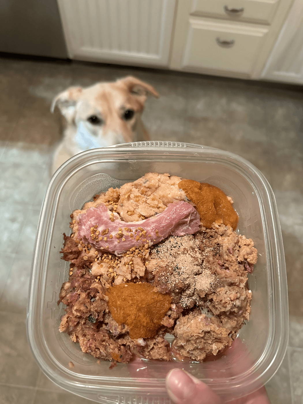 Dog sitting waiting for raw food held in Tupperware by human hand.