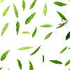 Une image de feuilles vertes