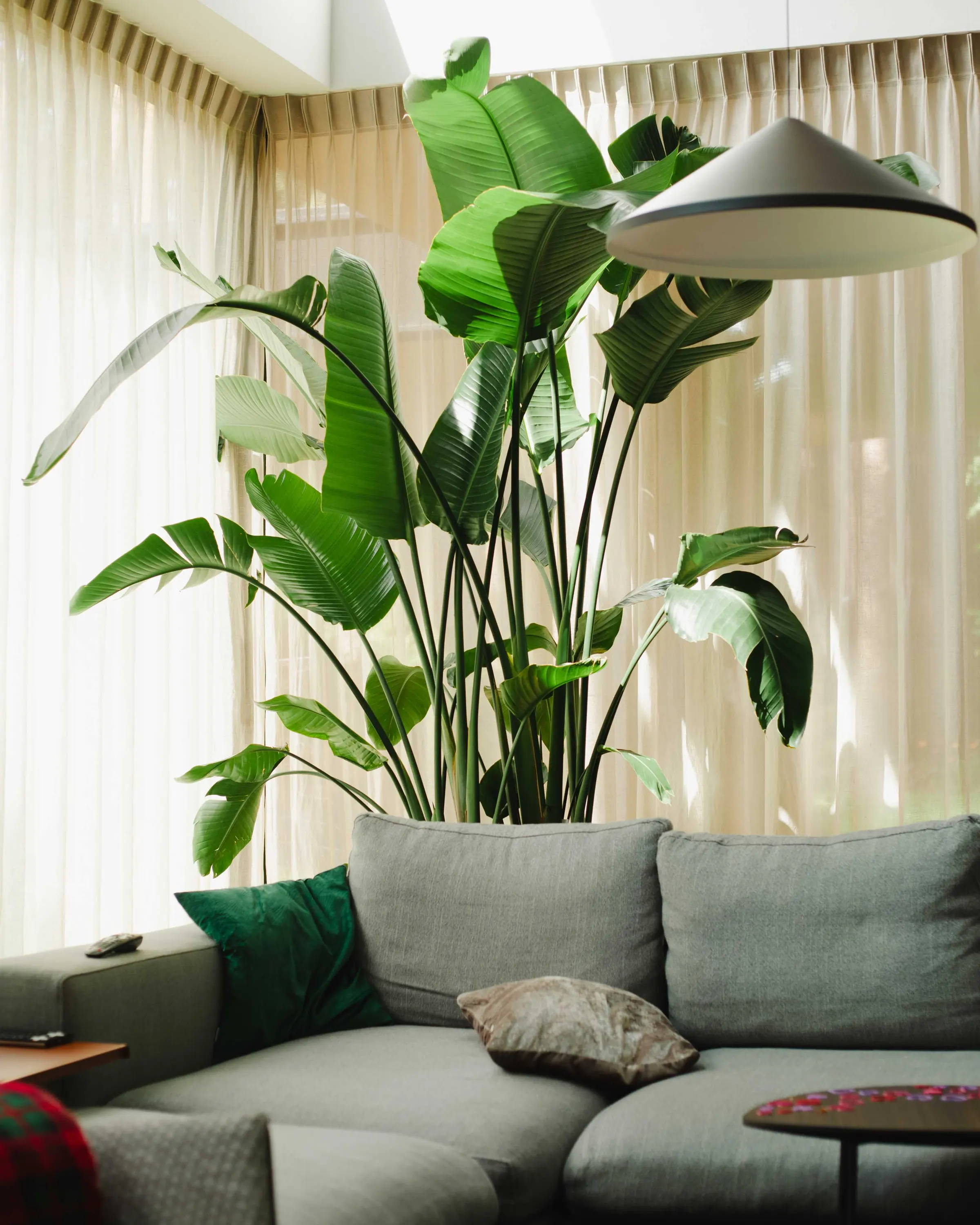 Wielka roślina o dużych, zielonych liściach, Strelitzia Nicolai, stojąca w salonie z naturalnym światłem. 