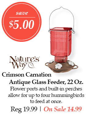Nature's Way Crimson Carnation Antique Glass feeder, 22-ounce - Save $5.00! Flower ports and built-in perches allow for up to four hummingbirds to feed at once. | Regular price $19.99 - On Sale $14.99