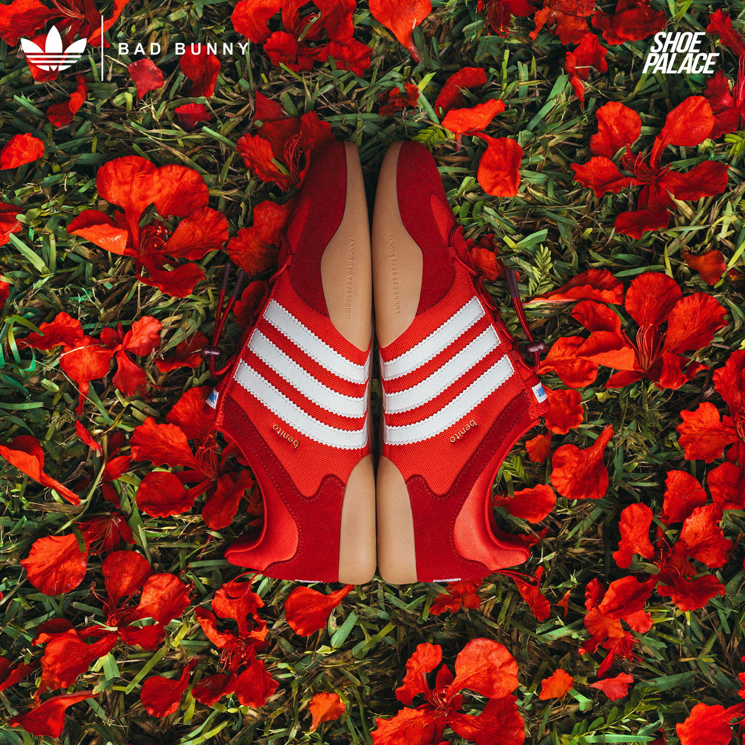 Red sneakers on a bed of red flower petals.