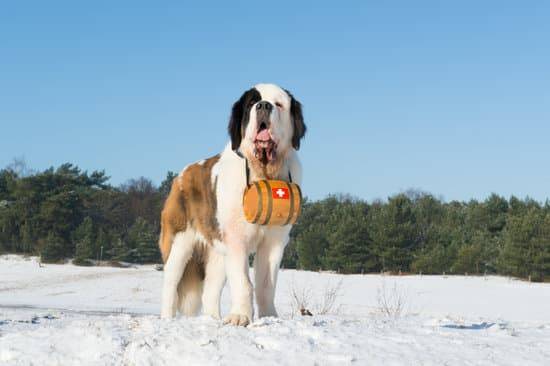 a search and rescue dog standing in the snow 