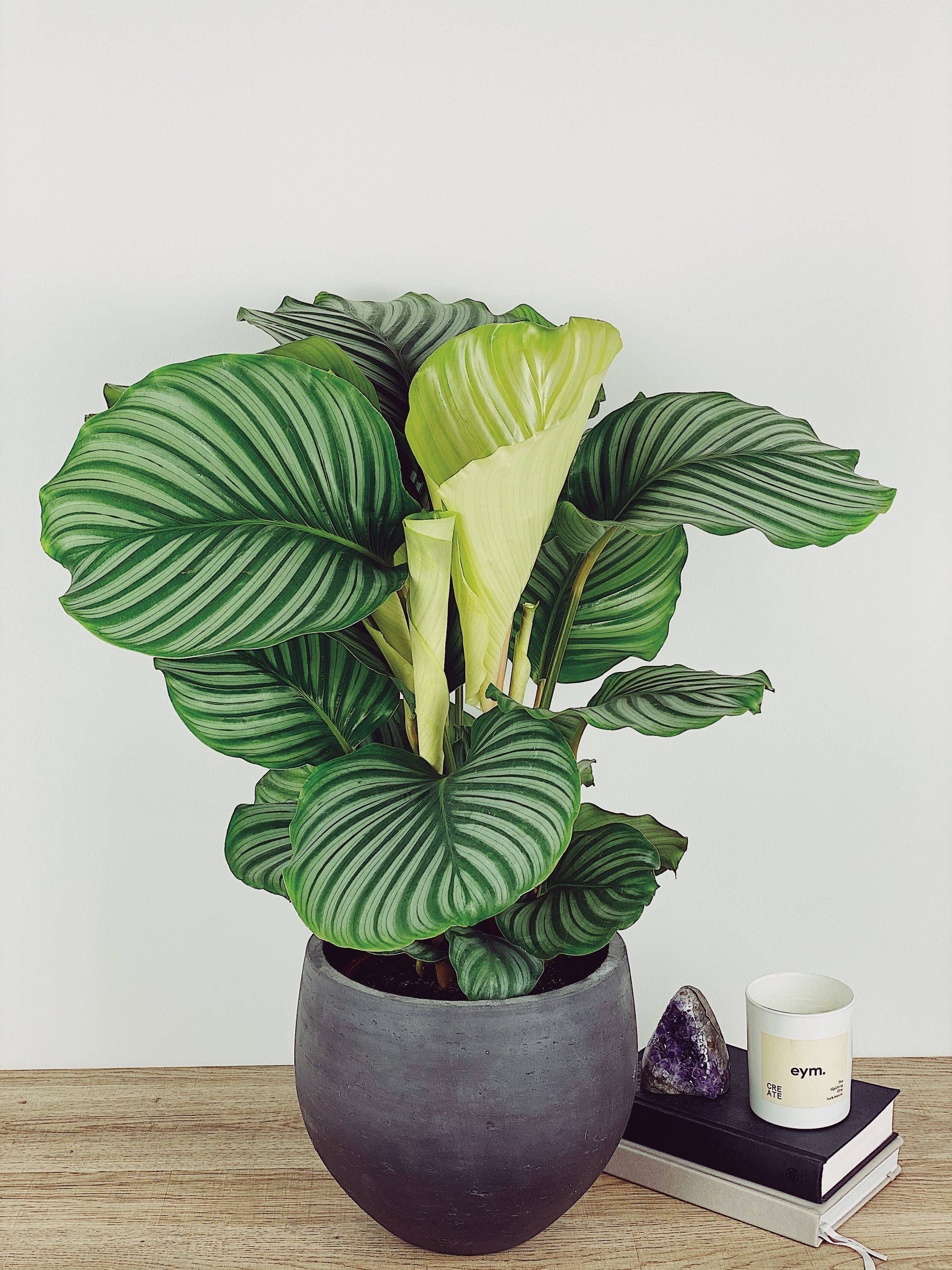 the Calathea Orbifolia Prayer Plant | Plants