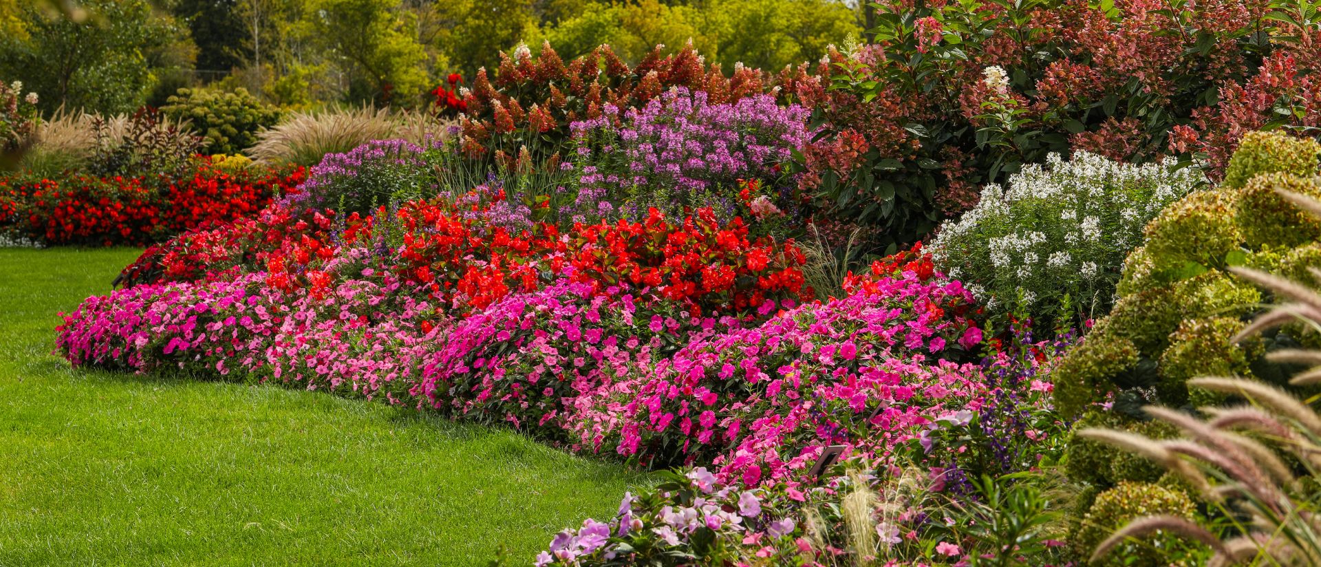 Photo of Proven Winners Garden Display of Begonia, Supertunia Jazzberry, Surefire Red