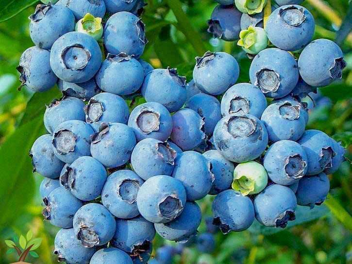 When To Fertilize Blueberries