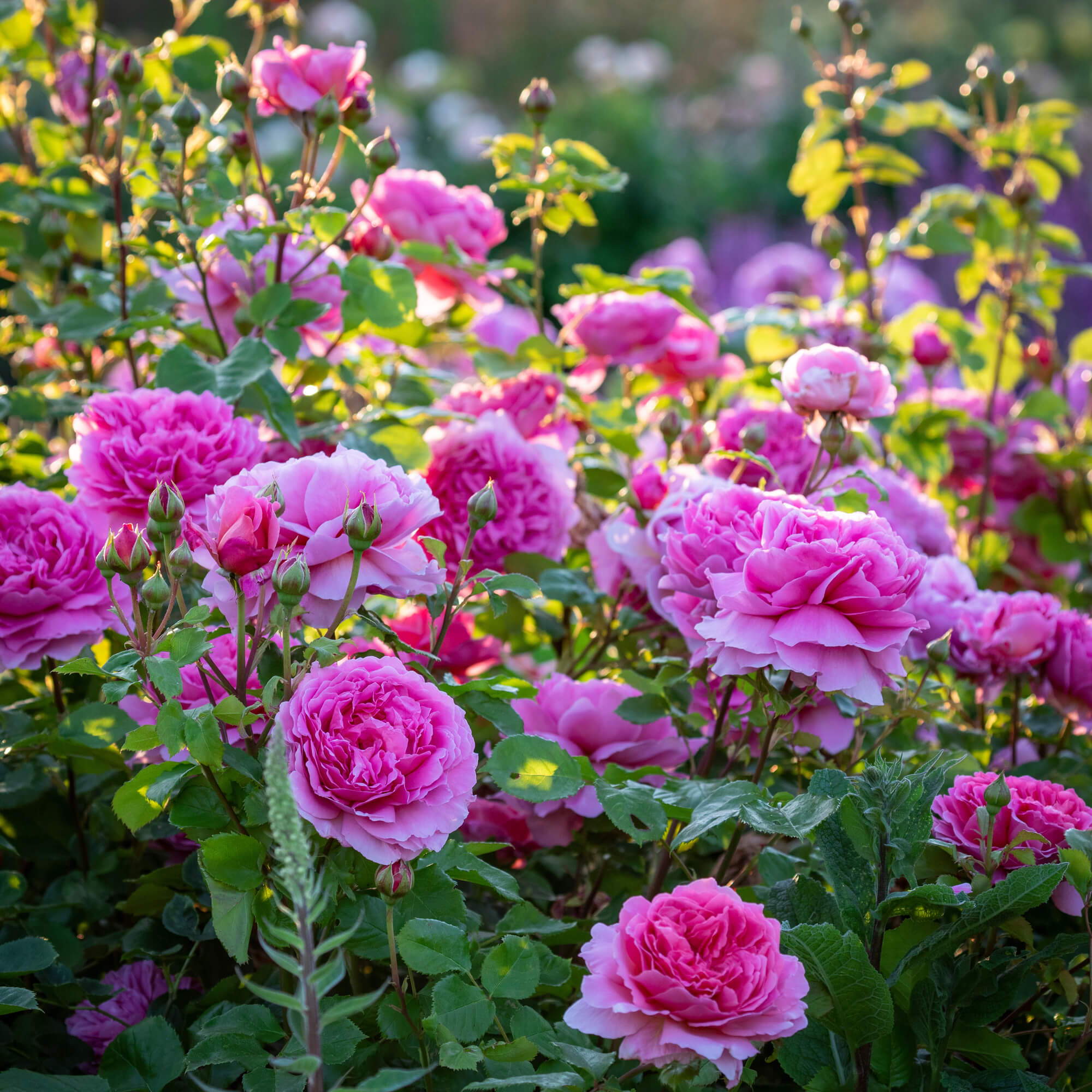 Princess Alexandra of Kent, bright pink English Shrub Rose