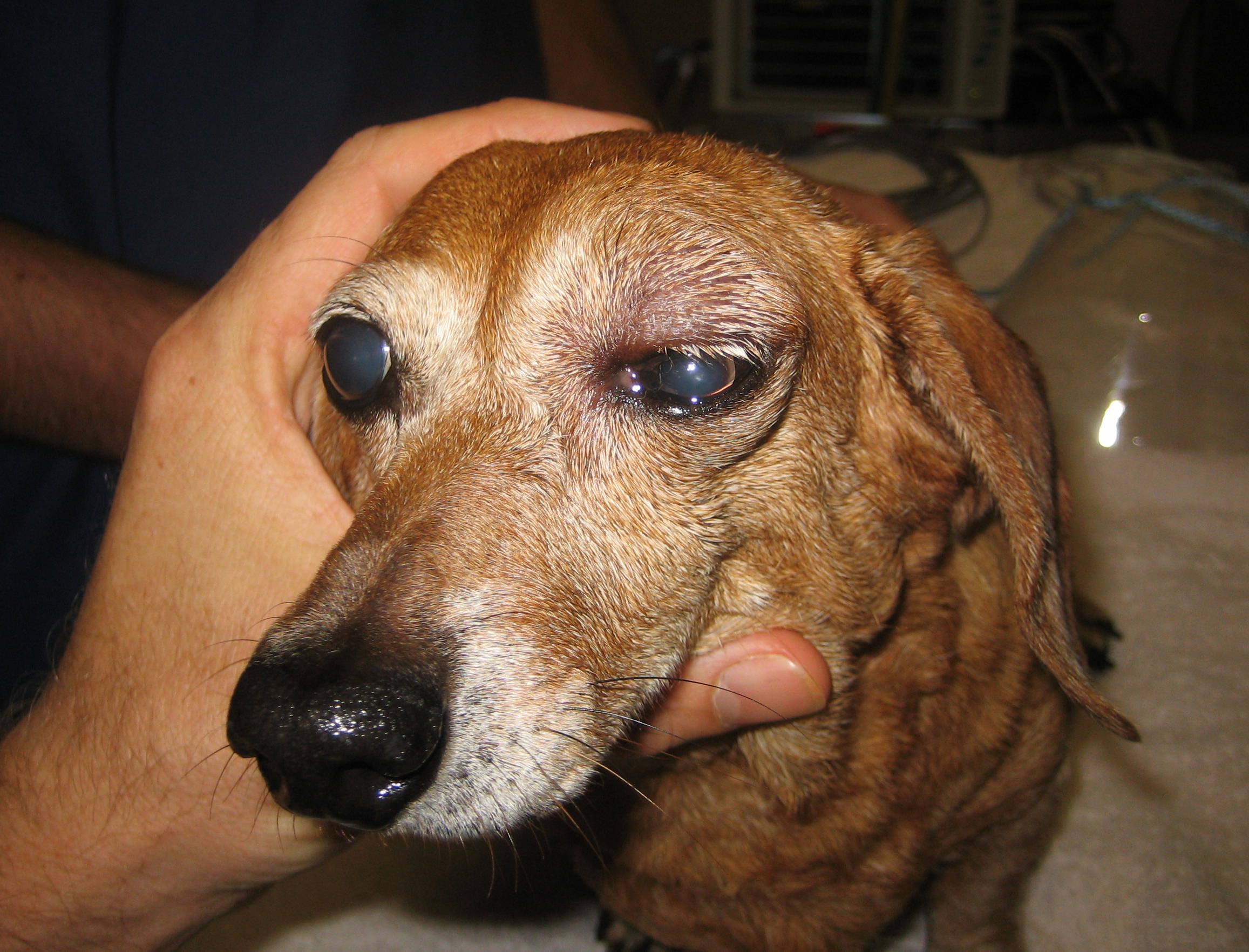 Orbital Cellulitis - Veterinary Ophthalmic Consulting