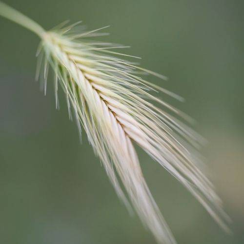 Fox Tail grass seeds, Healthy dogs UK 