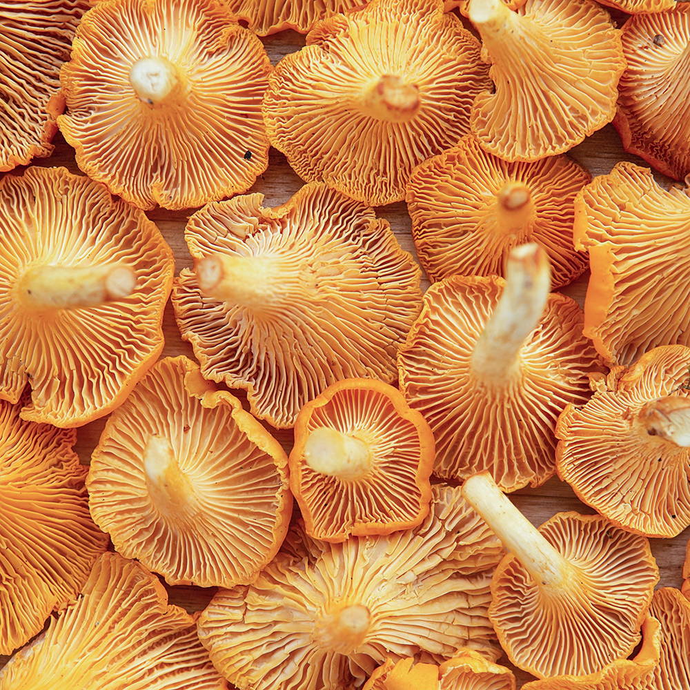 chanterelles