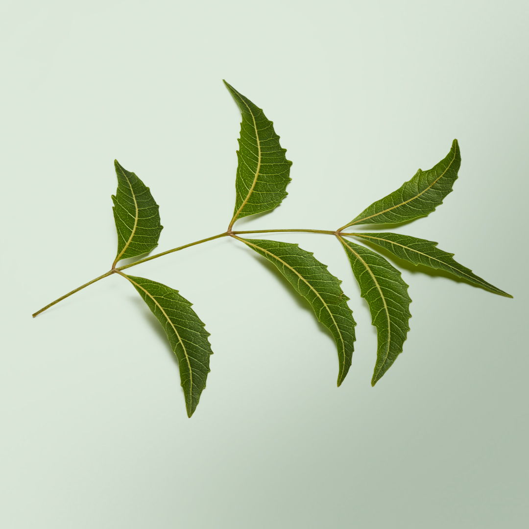 Mature Leaves