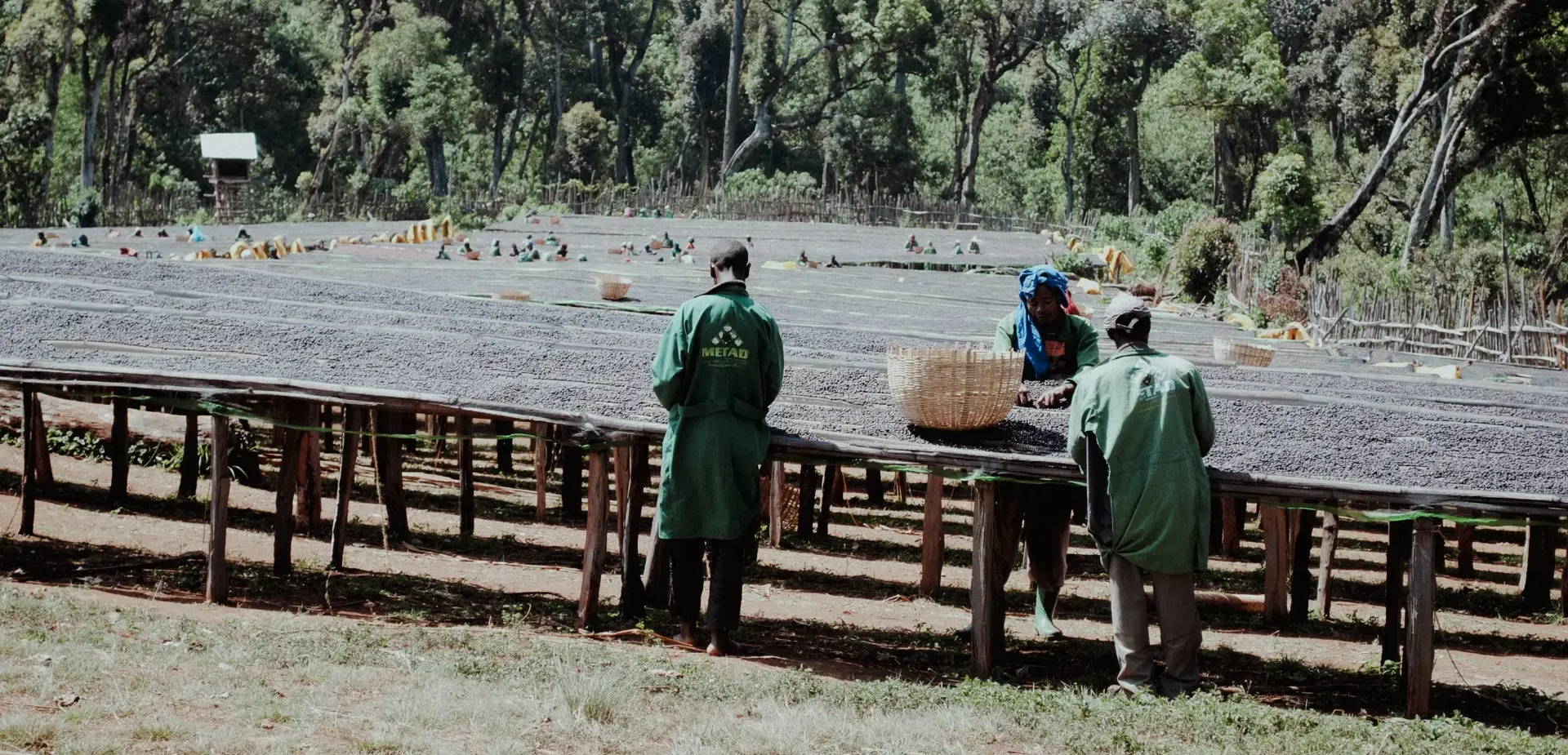 Der Rohkaffee der Halo Beriti Farmer:innen trocknet auf Hochbetten in der Sonne der Washing Station Chelchele