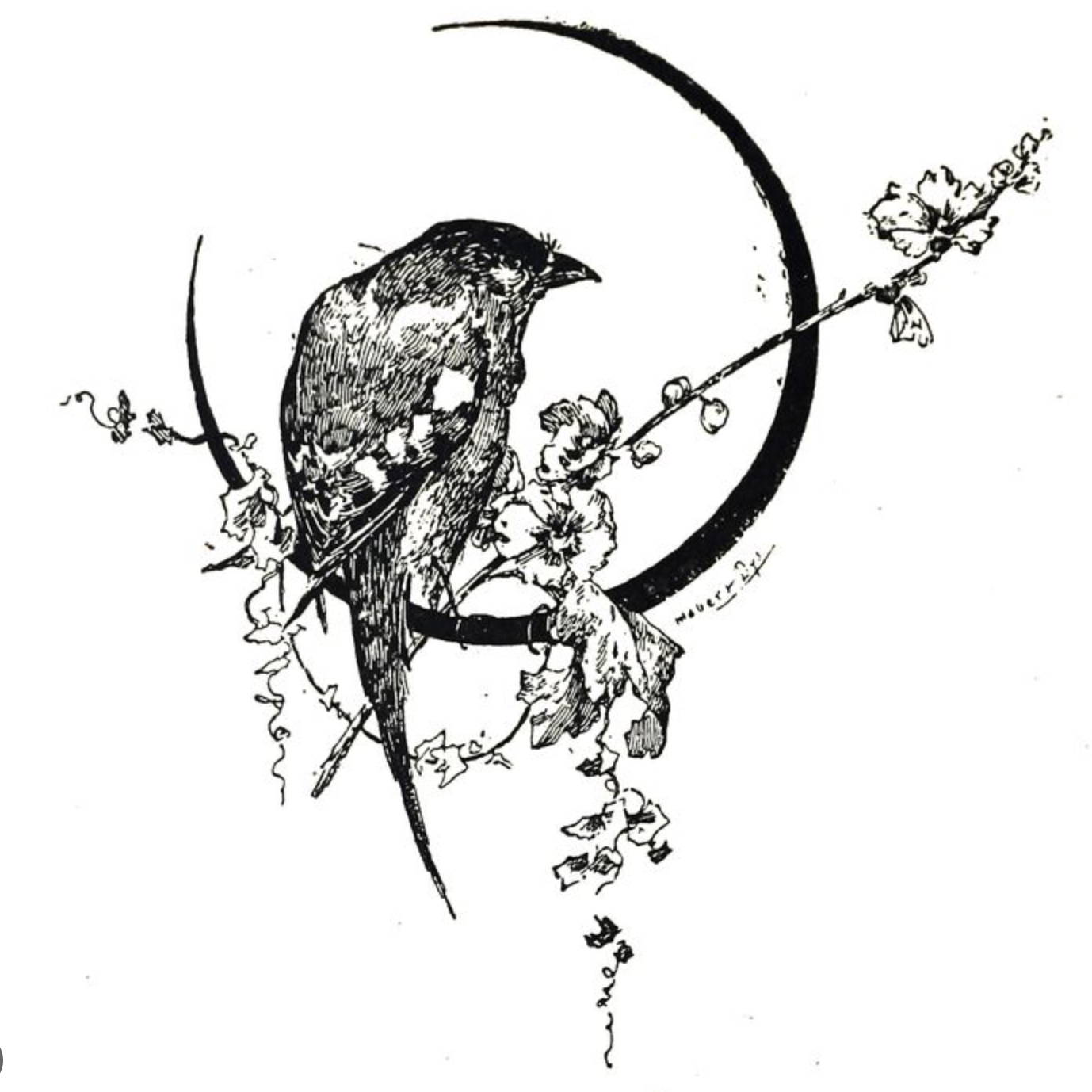 Victorian bird Illustration