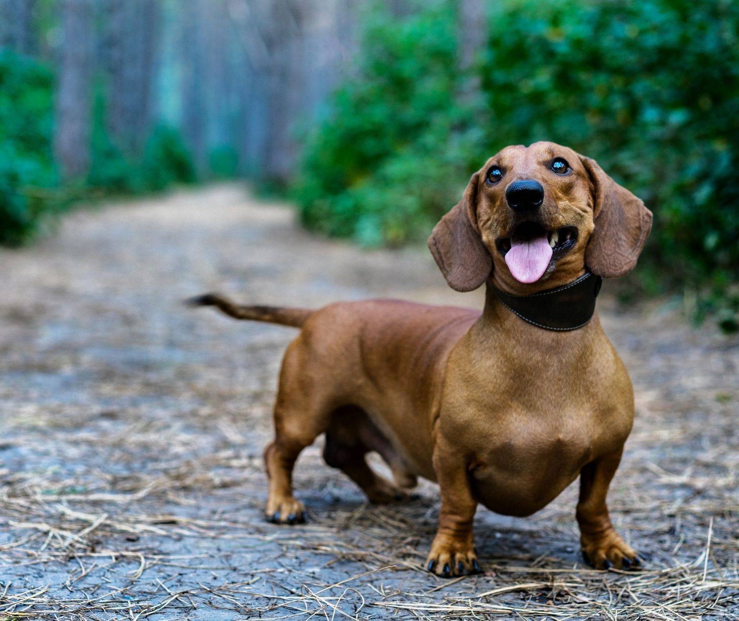 Dachshund top 10 dog breed in the US
