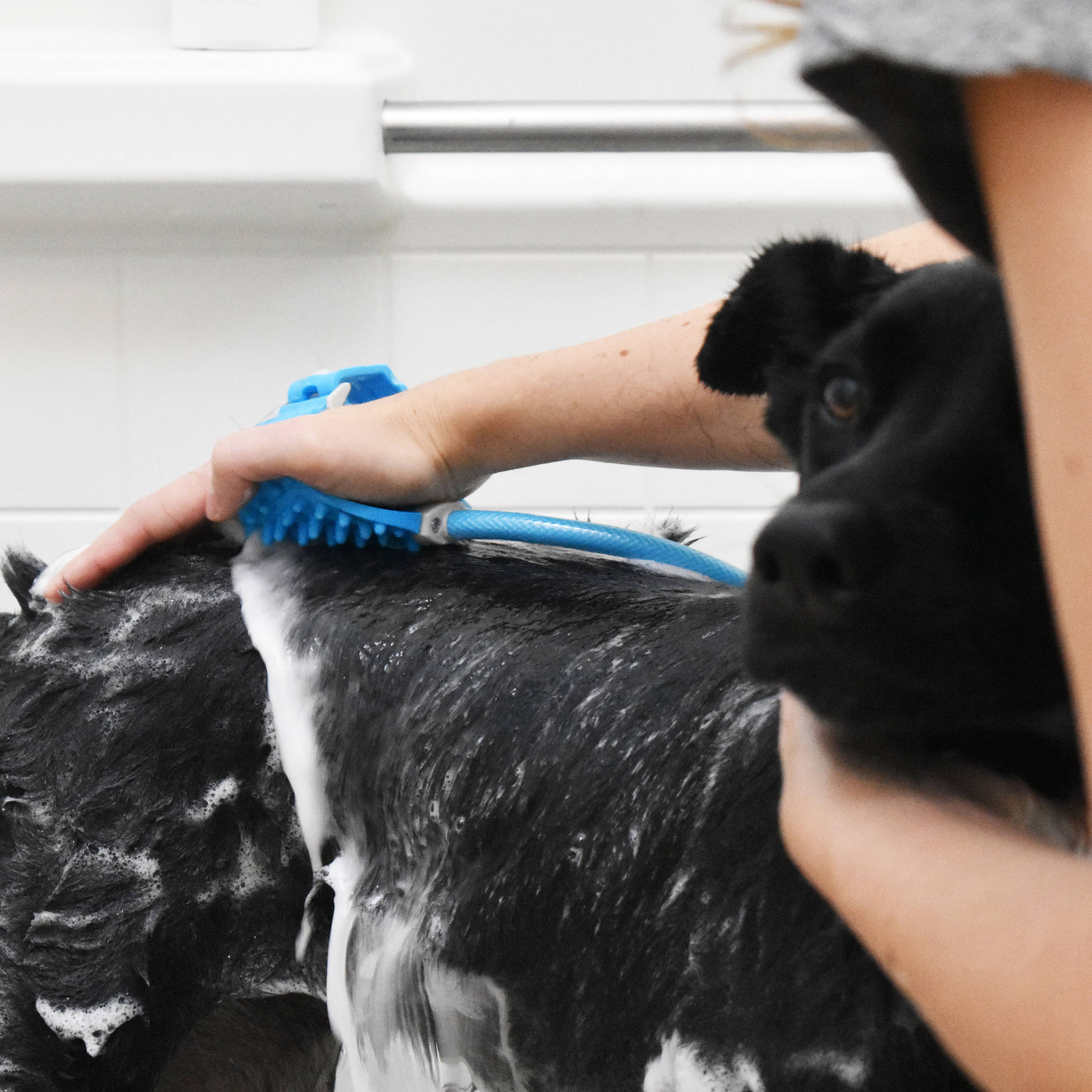Bathing Pet using Aquapaw pet cleaning brush