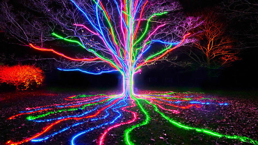 A tree lit up with multicoloured lights at night.