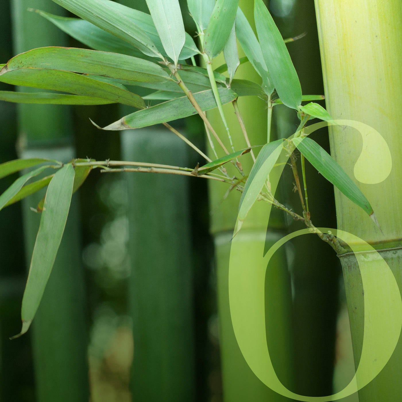 Bamboo ferment