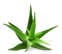 Small aloe vera plant