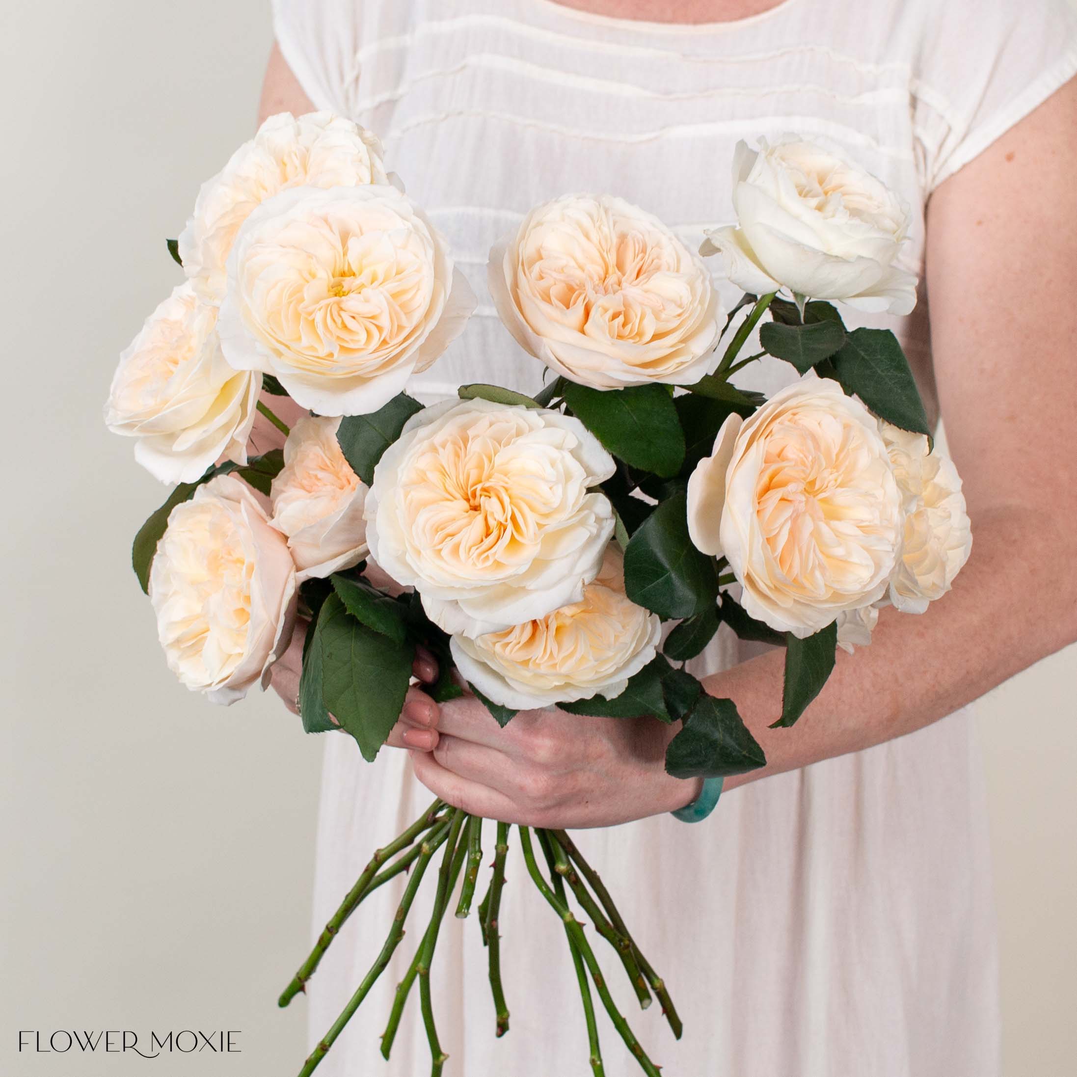 David Austin Bessie Garden Rose