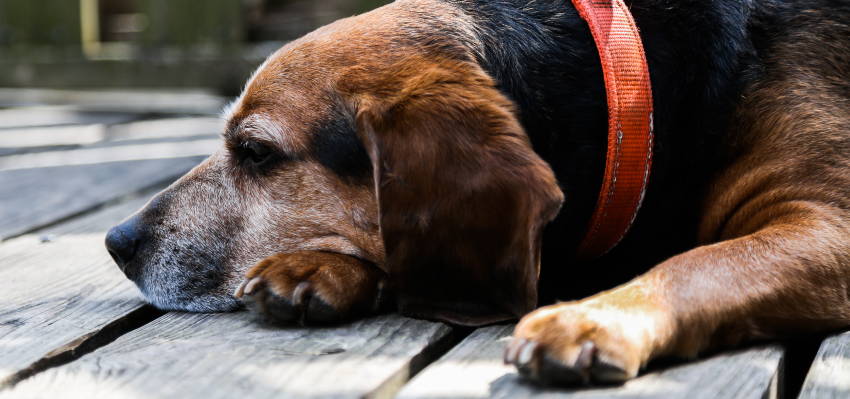 Image of an elderly dog ​​lying on a wooden floor outdoors.