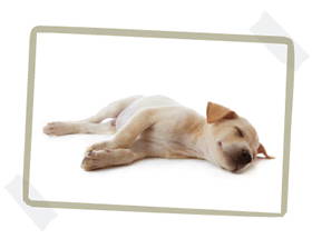 a dog sleeping on its side