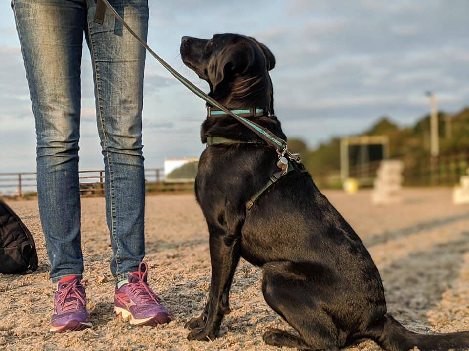 A black labrador participating in dog training