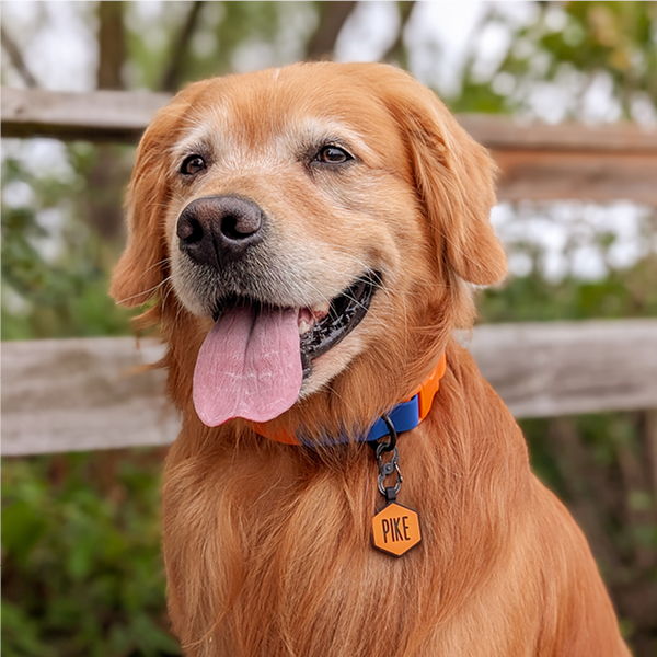 Golden retriever with a blue collar and tag, smiling outdoors.