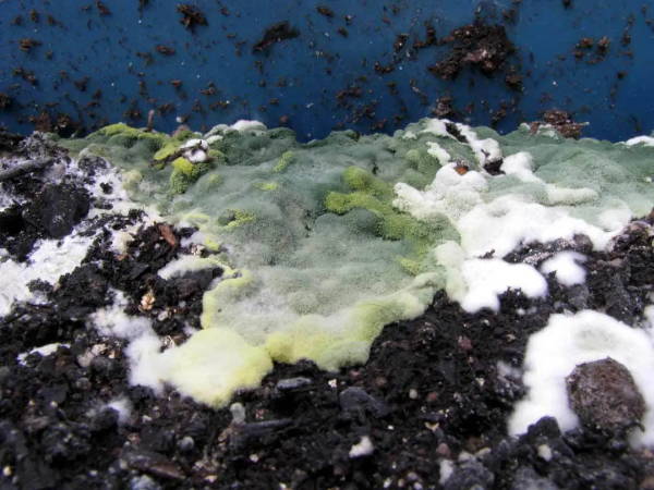 White mycelium turns green with age and sporulation