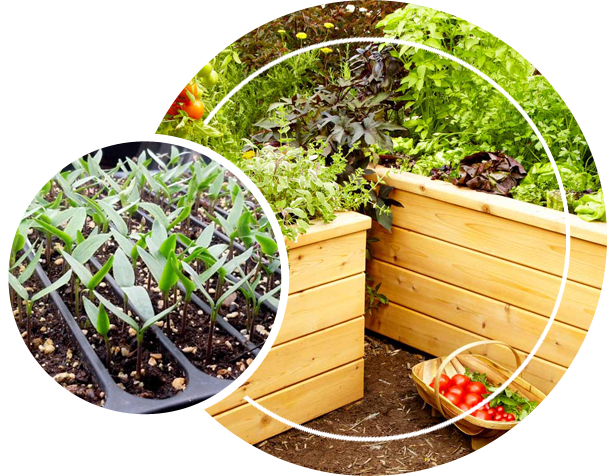 Herbs in raised beds