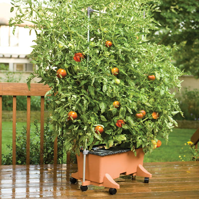 A terracotta EarthBox utilizing the staking system to grow tomatoes