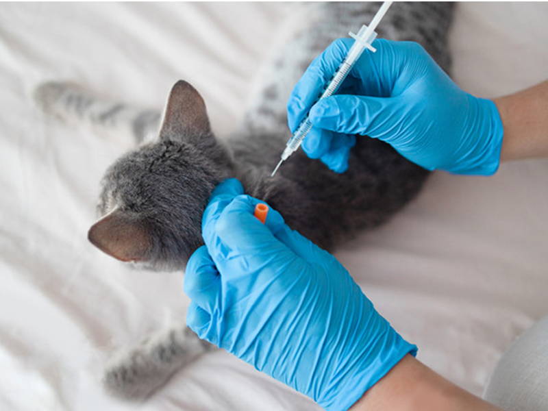 Kitten & Cat Vaccinations